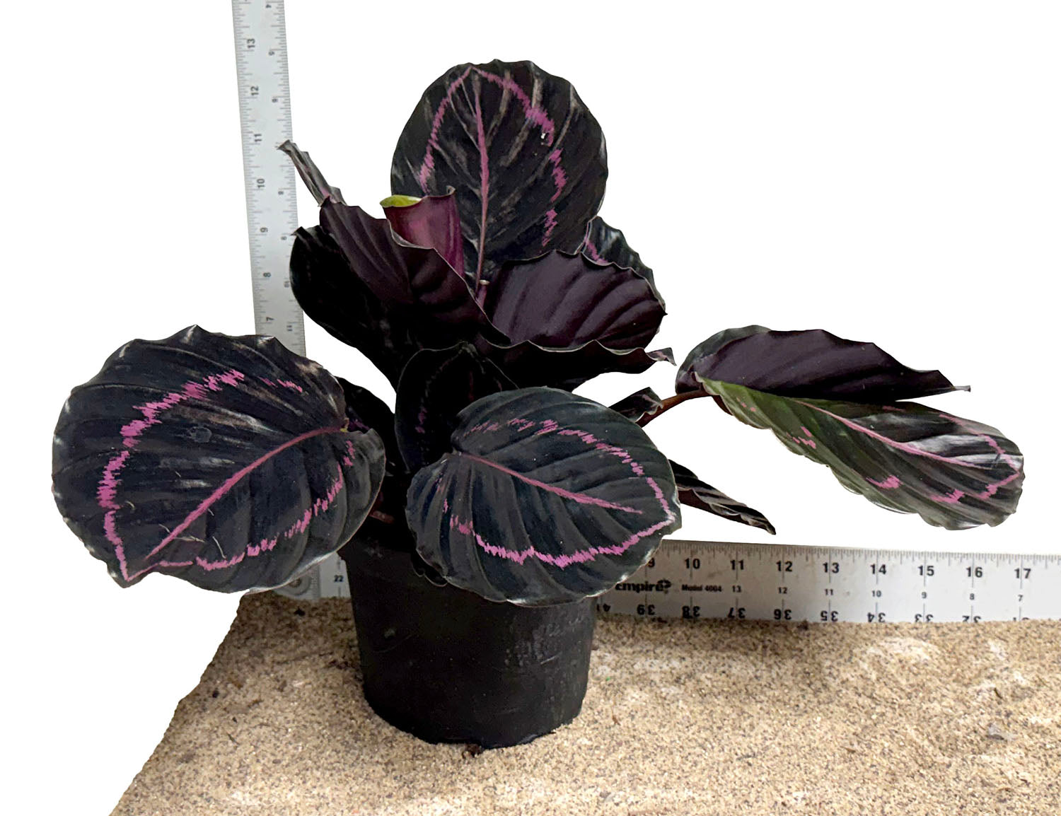 6" Pot WYSIWYG Calathea Dottie Plant