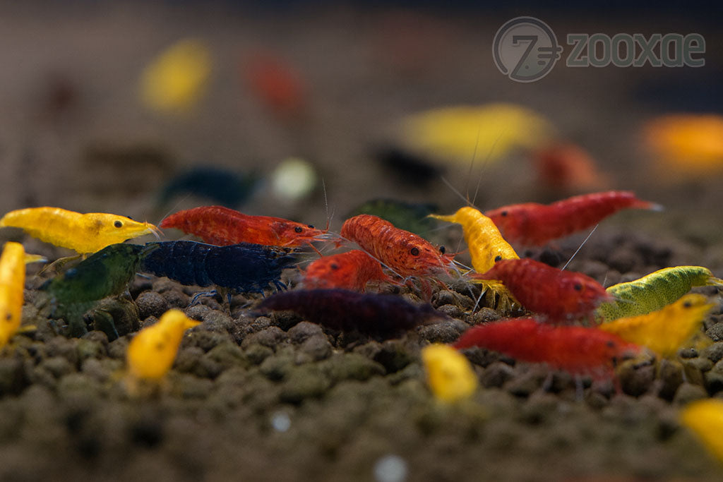 DT Cull Neocaridina Shrimp