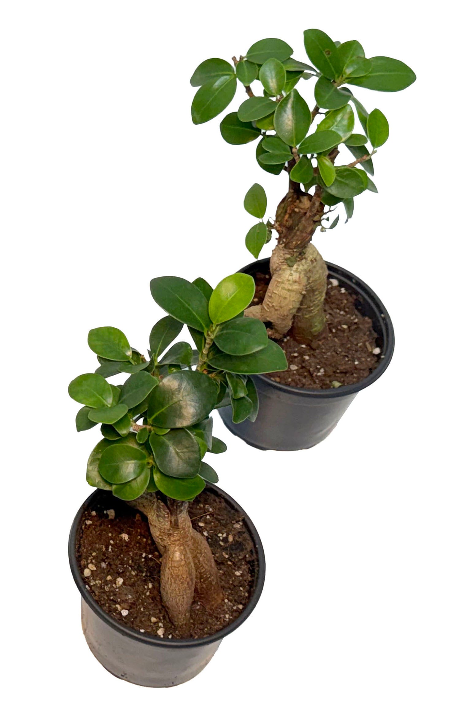 CF 4” Pot Ginseng Ficus Bonsai Plant (Assorted Grower's Choice)