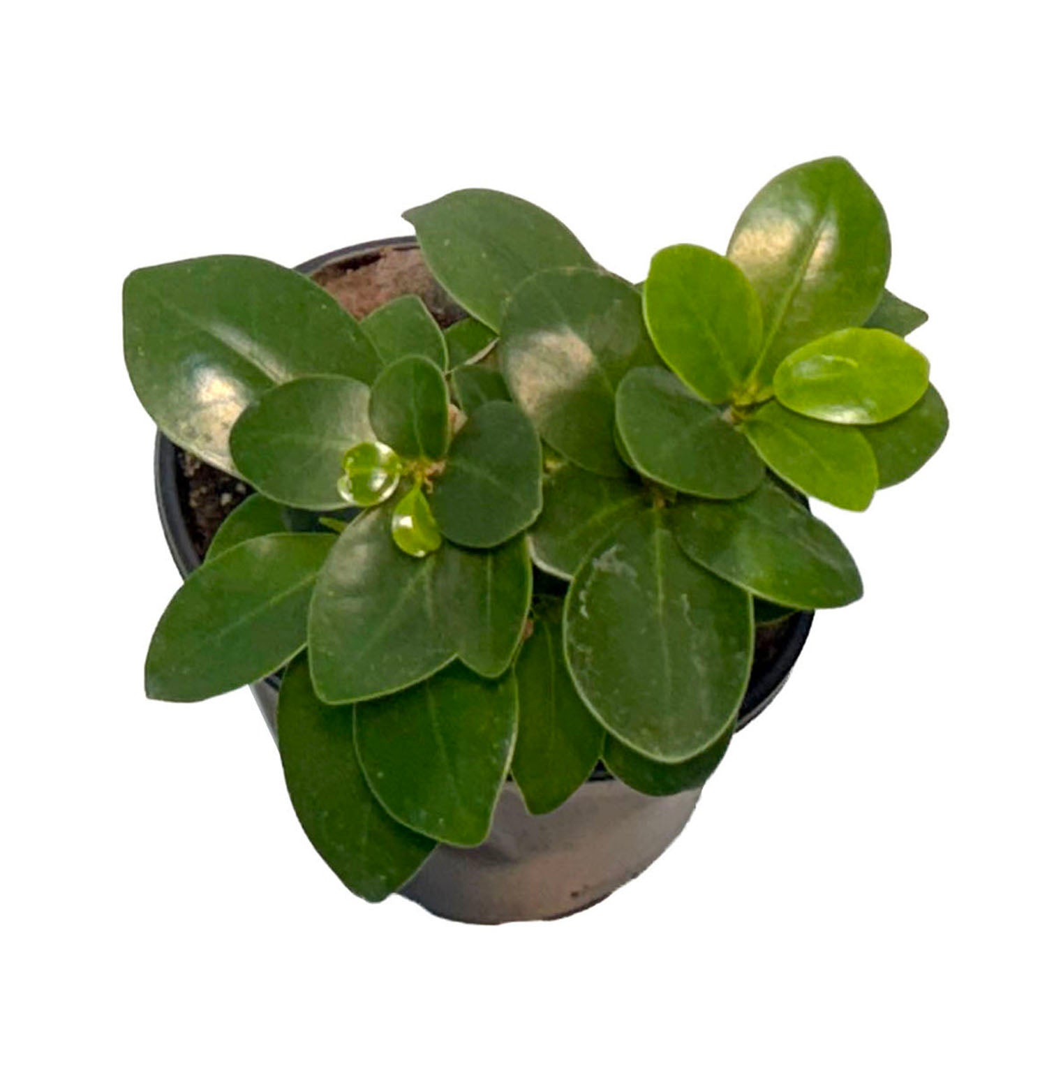 CF 4” Pot Ginseng Ficus Bonsai Plant (Assorted Grower's Choice)