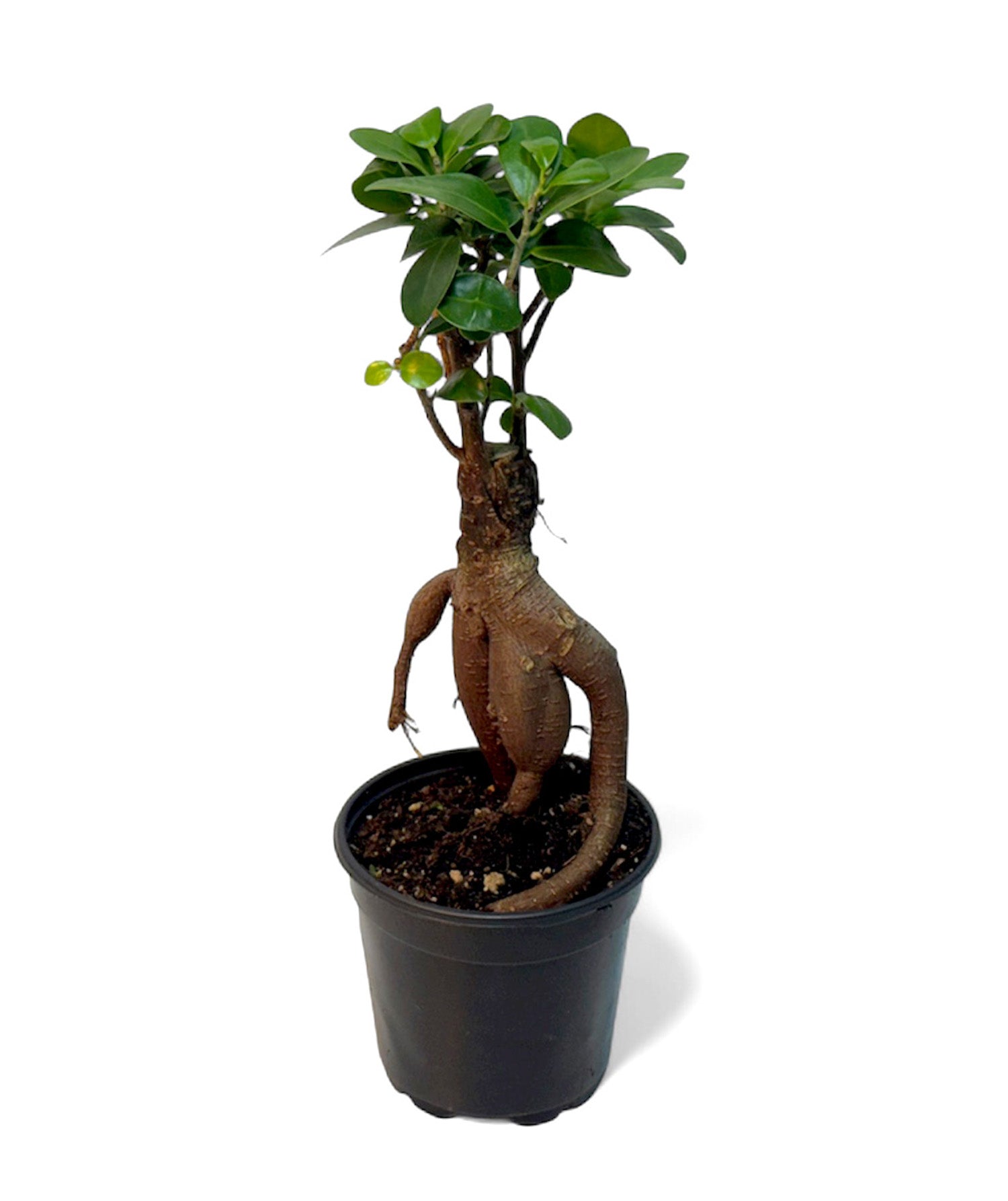CF 4” Pot Ginseng Ficus Bonsai Plant (Assorted Grower's Choice)