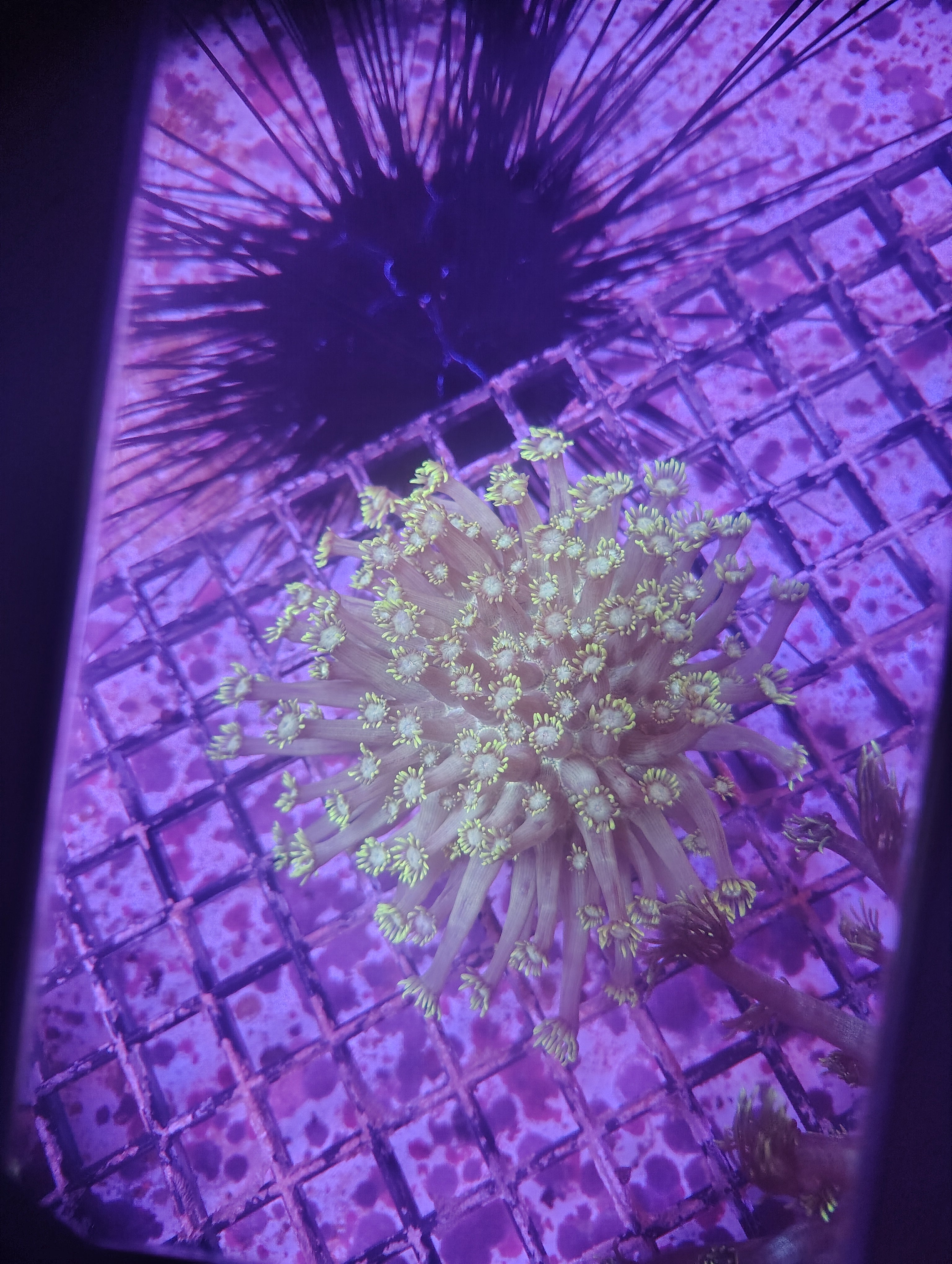 Indo Ultra Neon Goniopora Colony