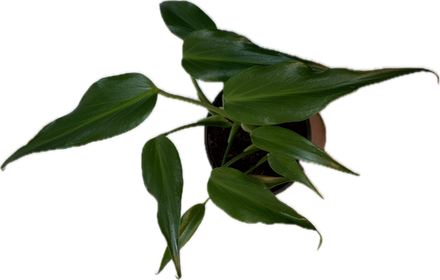 6" WYSIWYG Monstera Burle Marx Flame Potted Plant