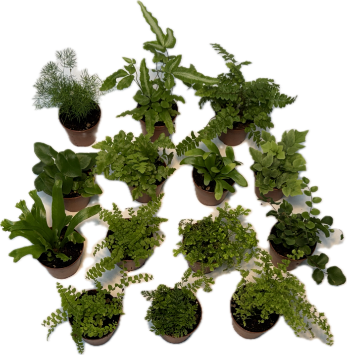 2" Fern Potted Plant Mix (Assorted Grower's Choice)