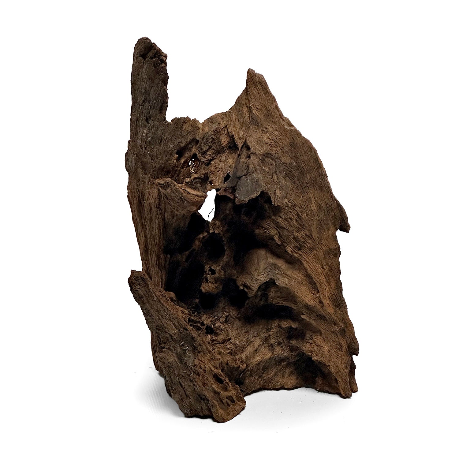 SR Aquaristik Malaysian Mangrove Wood