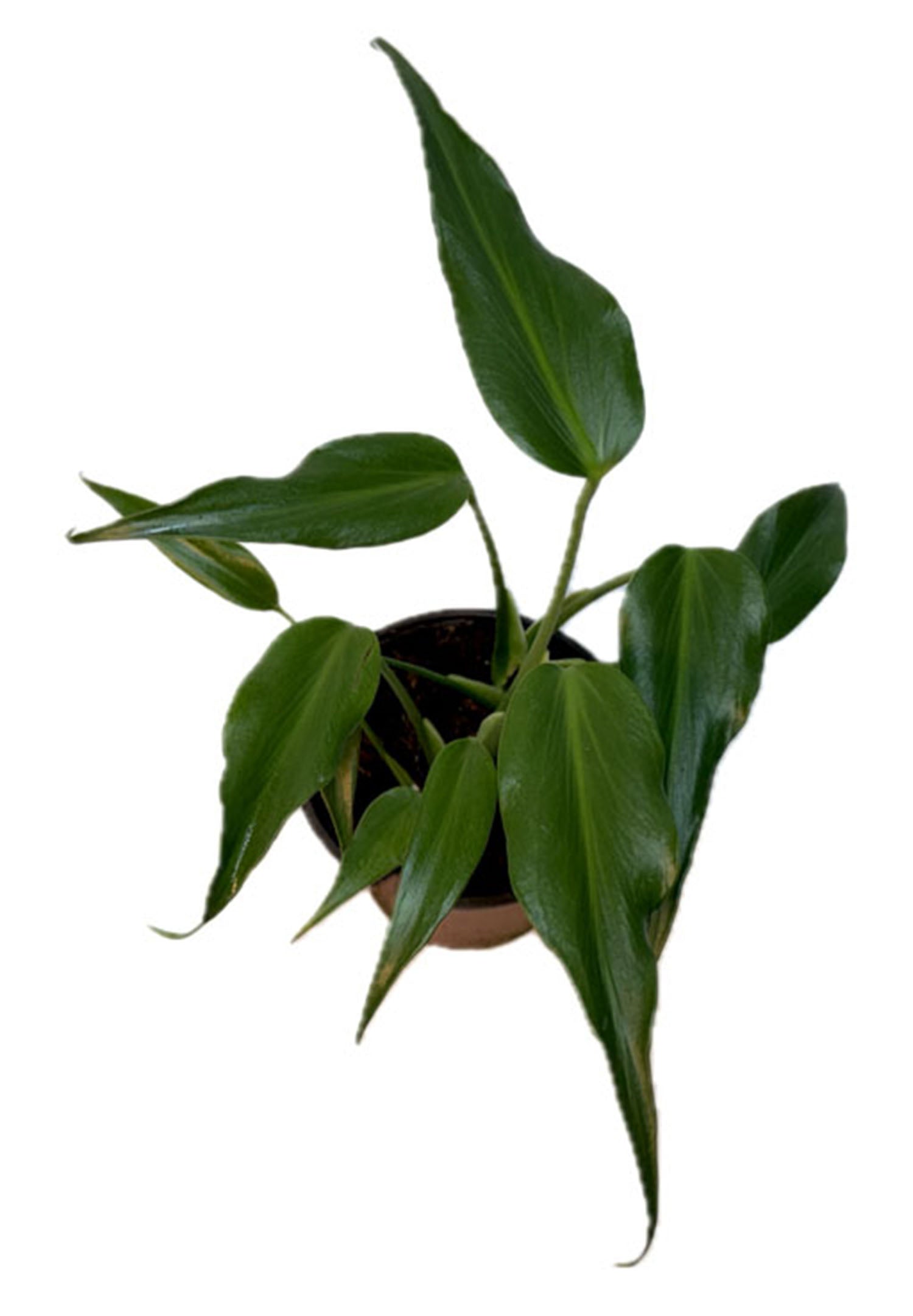 4" Ctenanthe Burle Marx