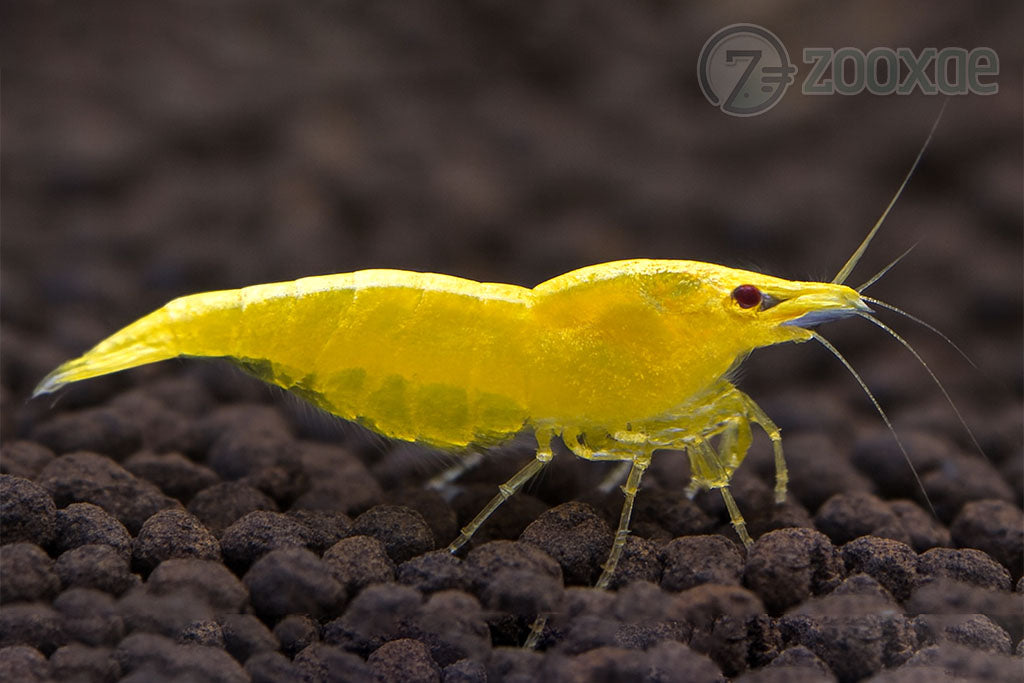 DT OE Golden Back Neocaridina Shrimp