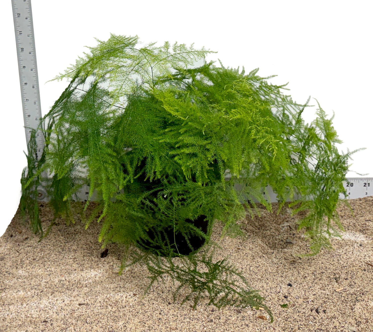 6" Pot WYSIWYG Plumosa Fern Plant