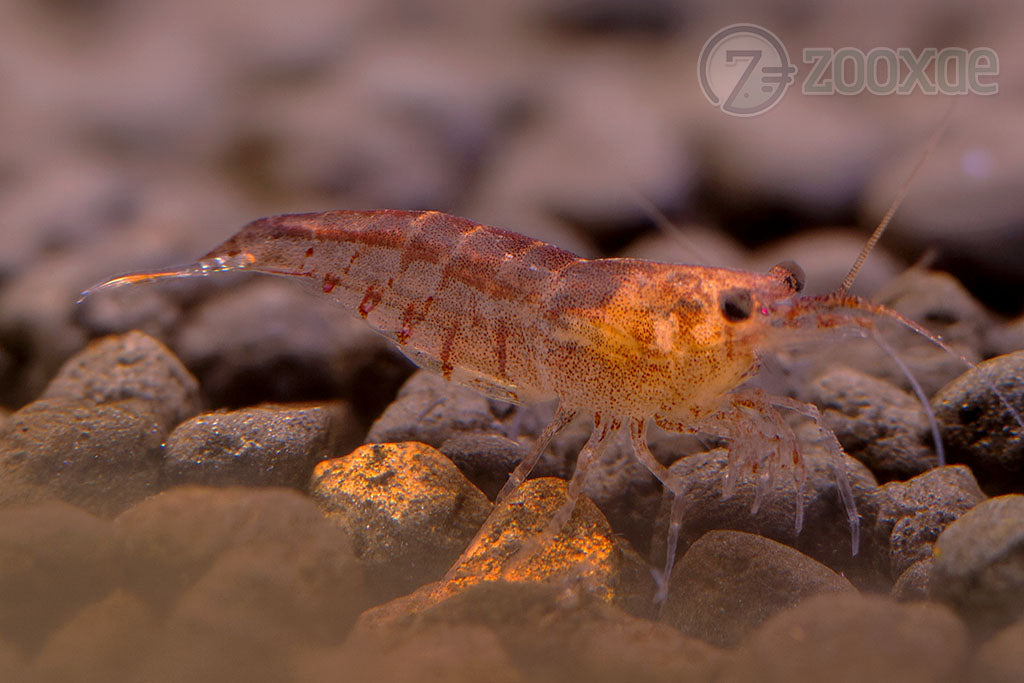 DT Red Amano Caridina Shrimp