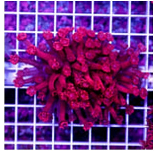 17756 Aussie Ultra Unique Red Goniopora Colony
