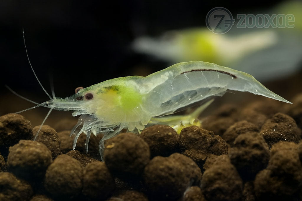 DT Snowball Neocaridina Shrimp