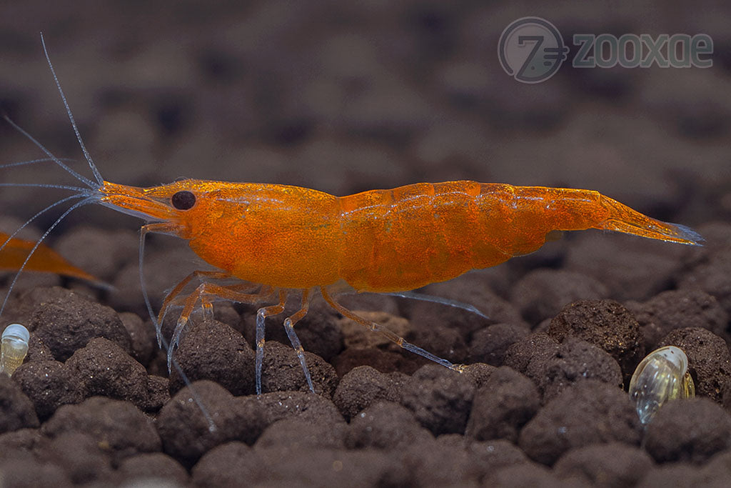 DT Sunkist Neocaridina Shrimp