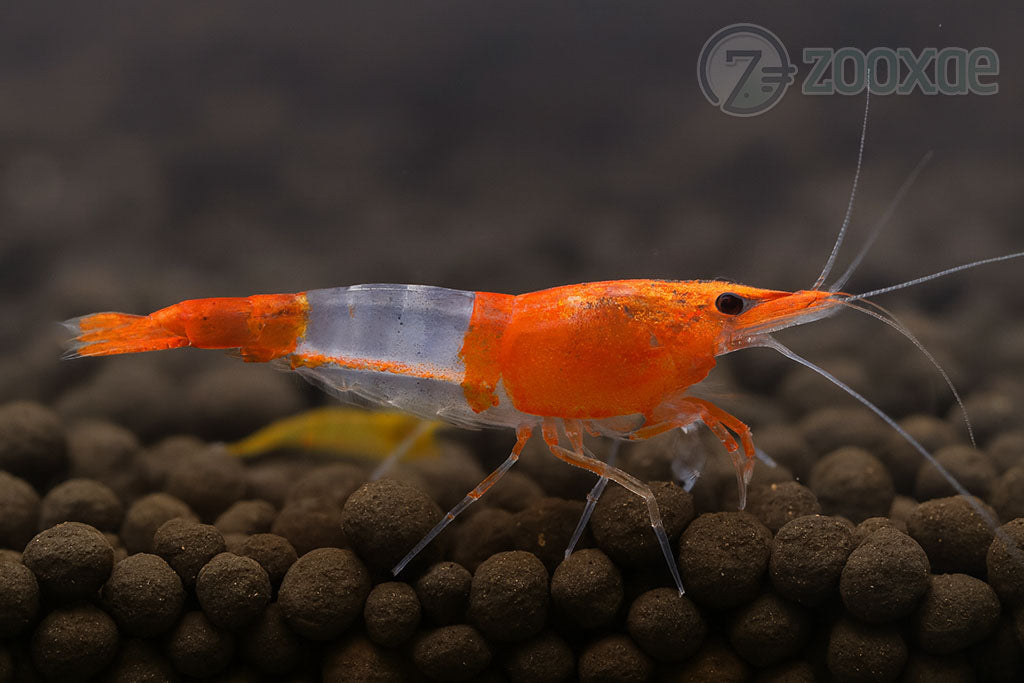 DT Sunkist Rili Neocaridina Shrimp