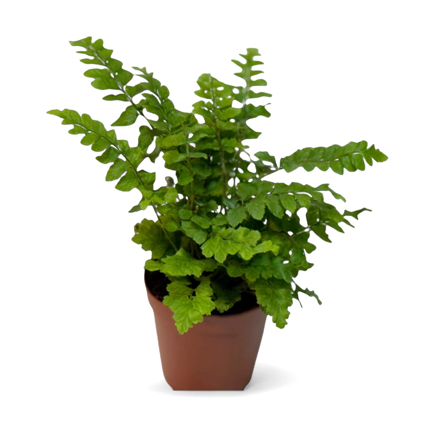 2” Terrarium/Vivarium Potted Plants (Assorted Grower's Choice)