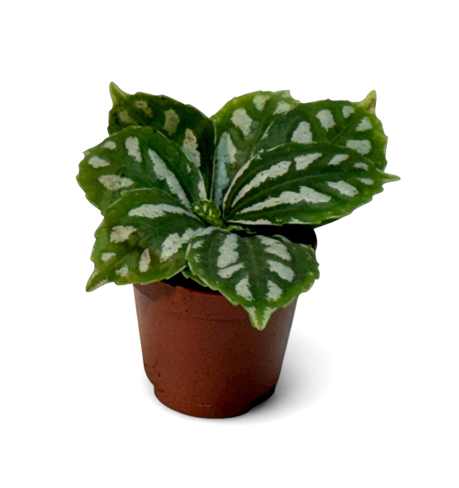 2” Terrarium/Vivarium Potted Plants (Assorted Grower's Choice)