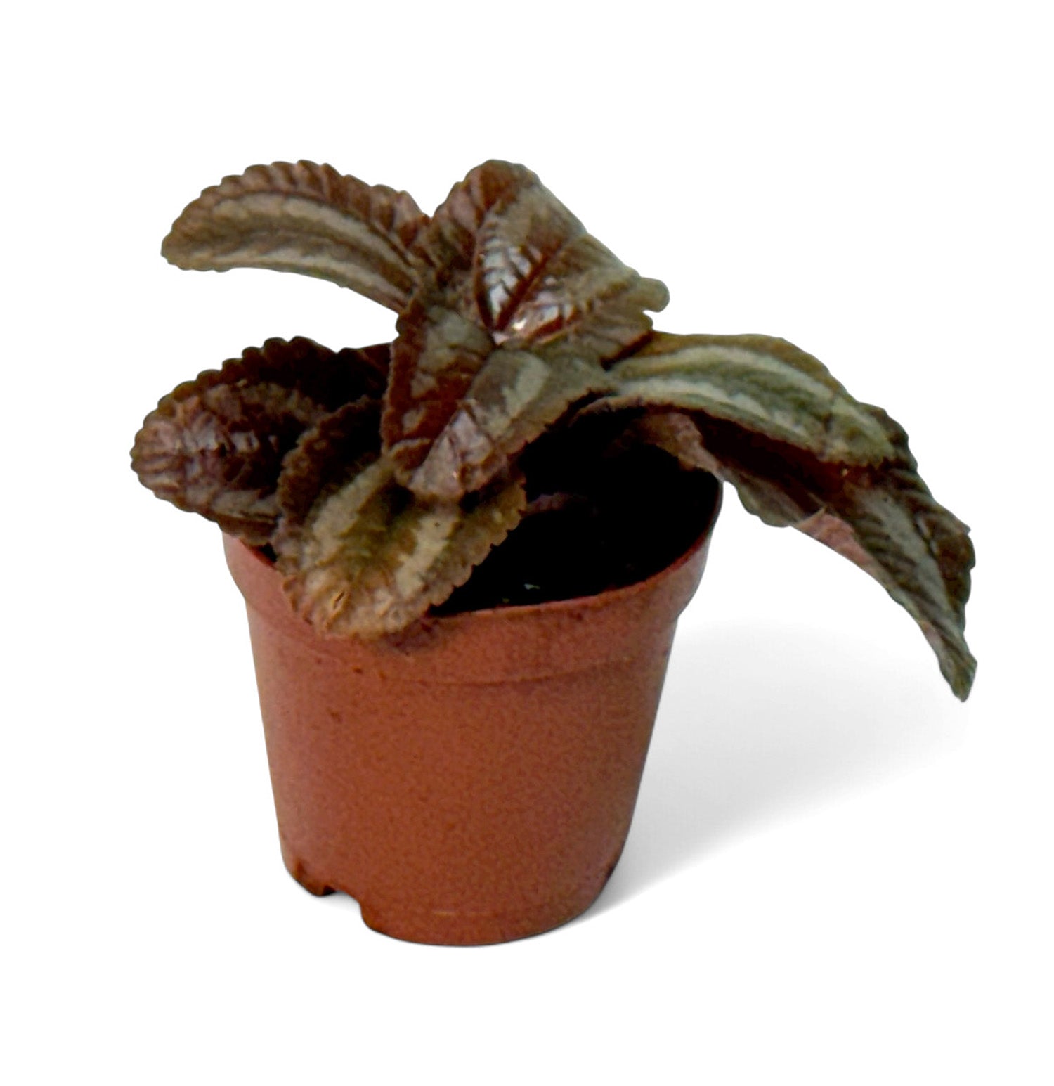 2” Terrarium/Vivarium Potted Plants (Assorted Grower's Choice)