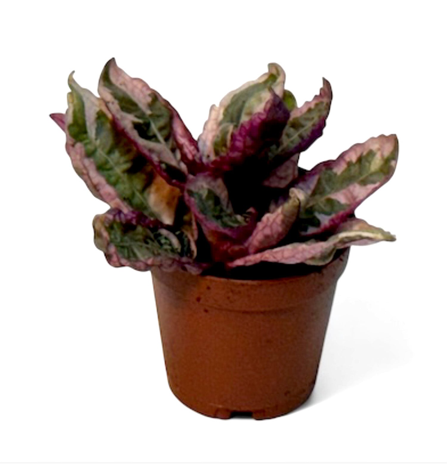 2” Terrarium/Vivarium Potted Plants (Assorted Grower's Choice)