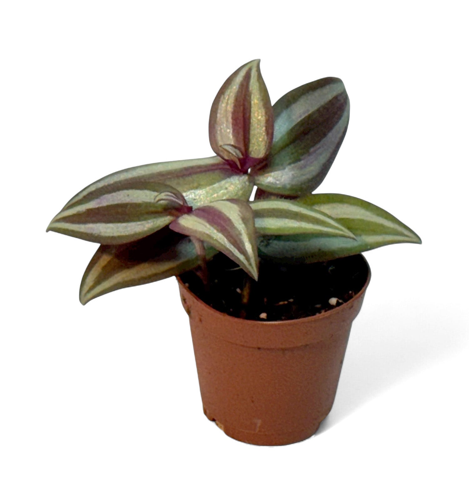 2” Terrarium/Vivarium Potted Plants (Assorted Grower's Choice)