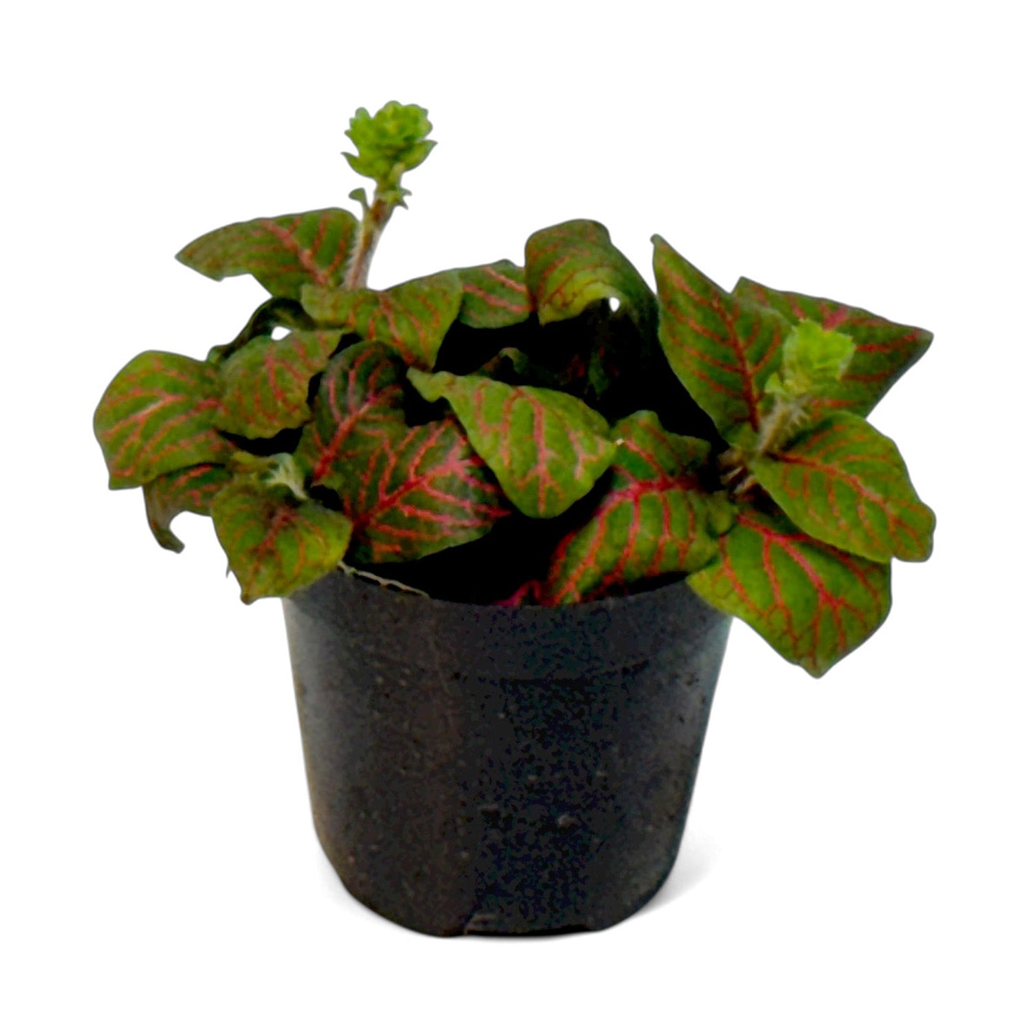 2” Terrarium/Vivarium Potted Plants (Assorted Grower's Choice)