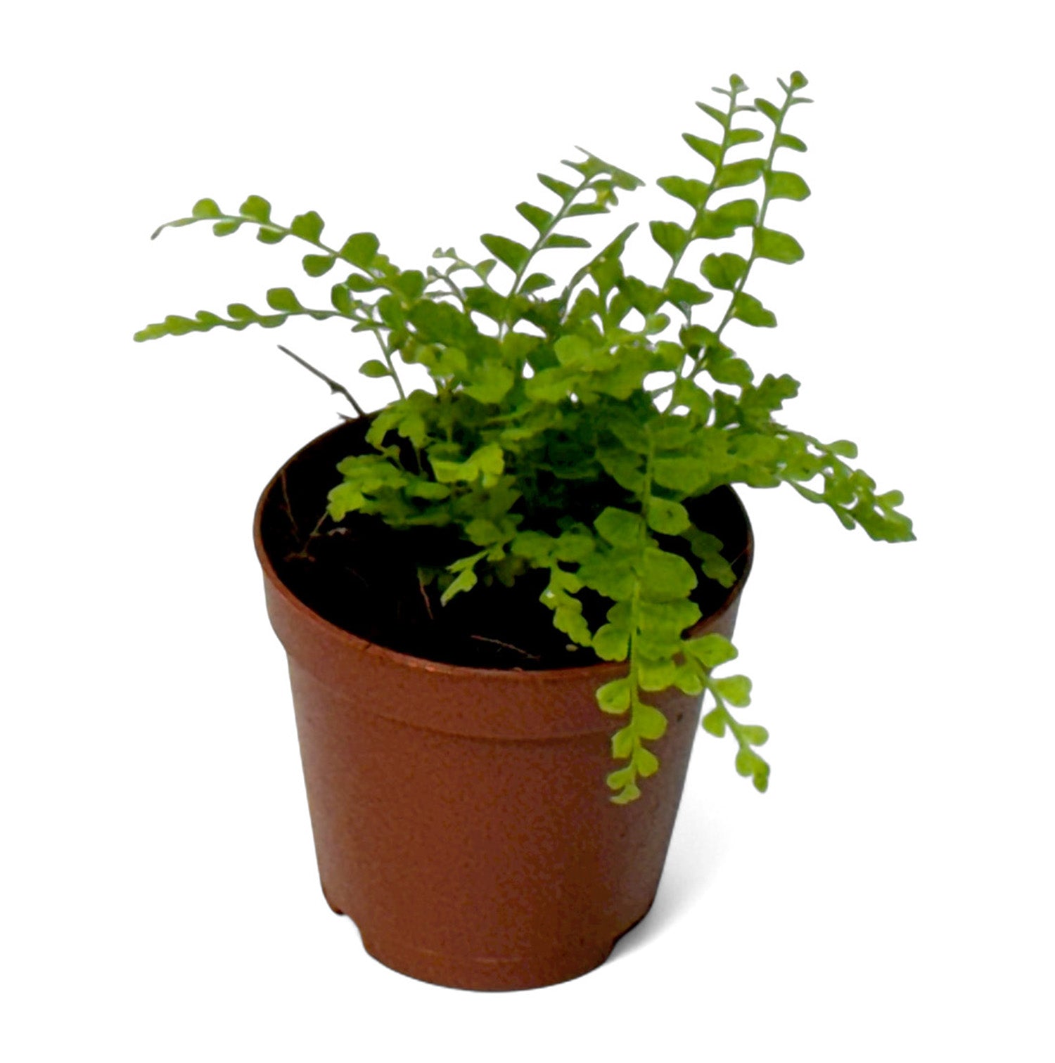 2” Terrarium/Vivarium Potted Plants (Assorted Grower's Choice)