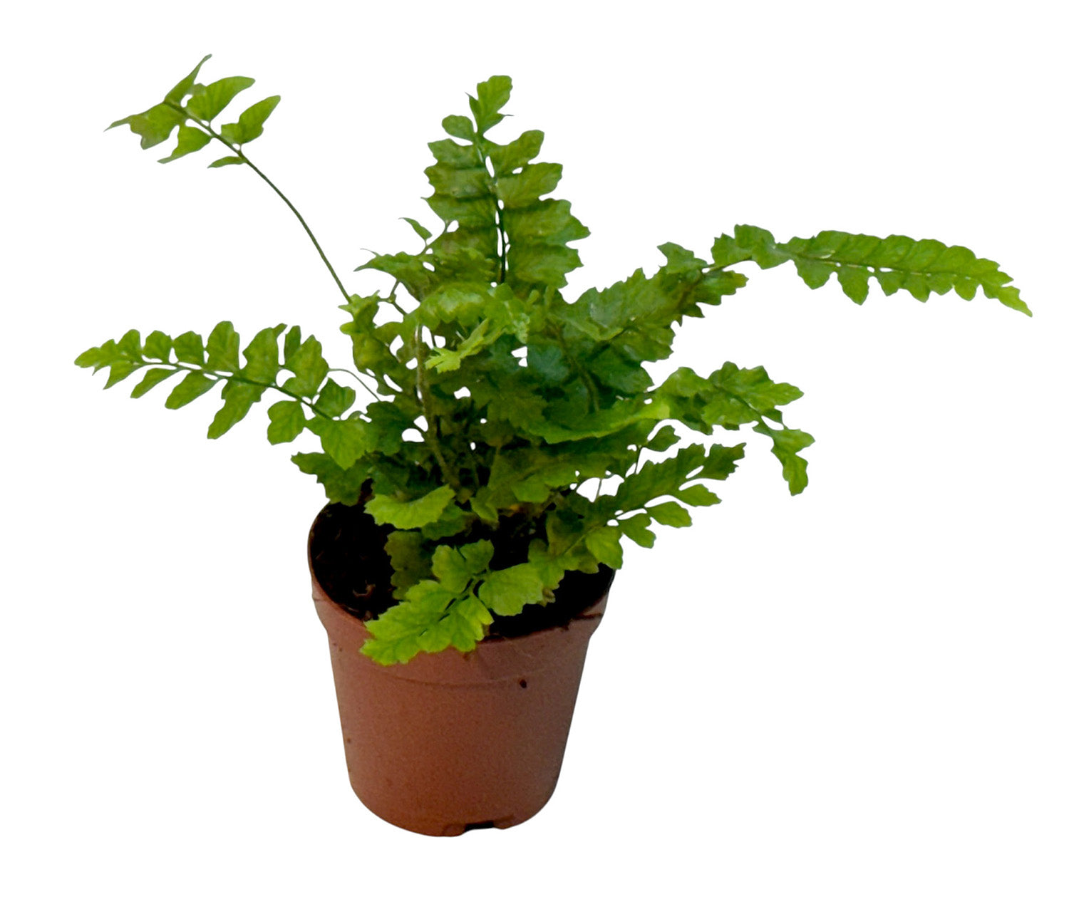 2” Terrarium/Vivarium Potted Plants (Assorted Grower's Choice)