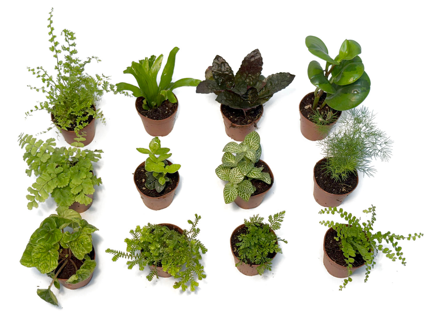 types of terrarium plants 2” Pot Terrarium/Vivarium Mix Plant (Assorted Grower's Choice)