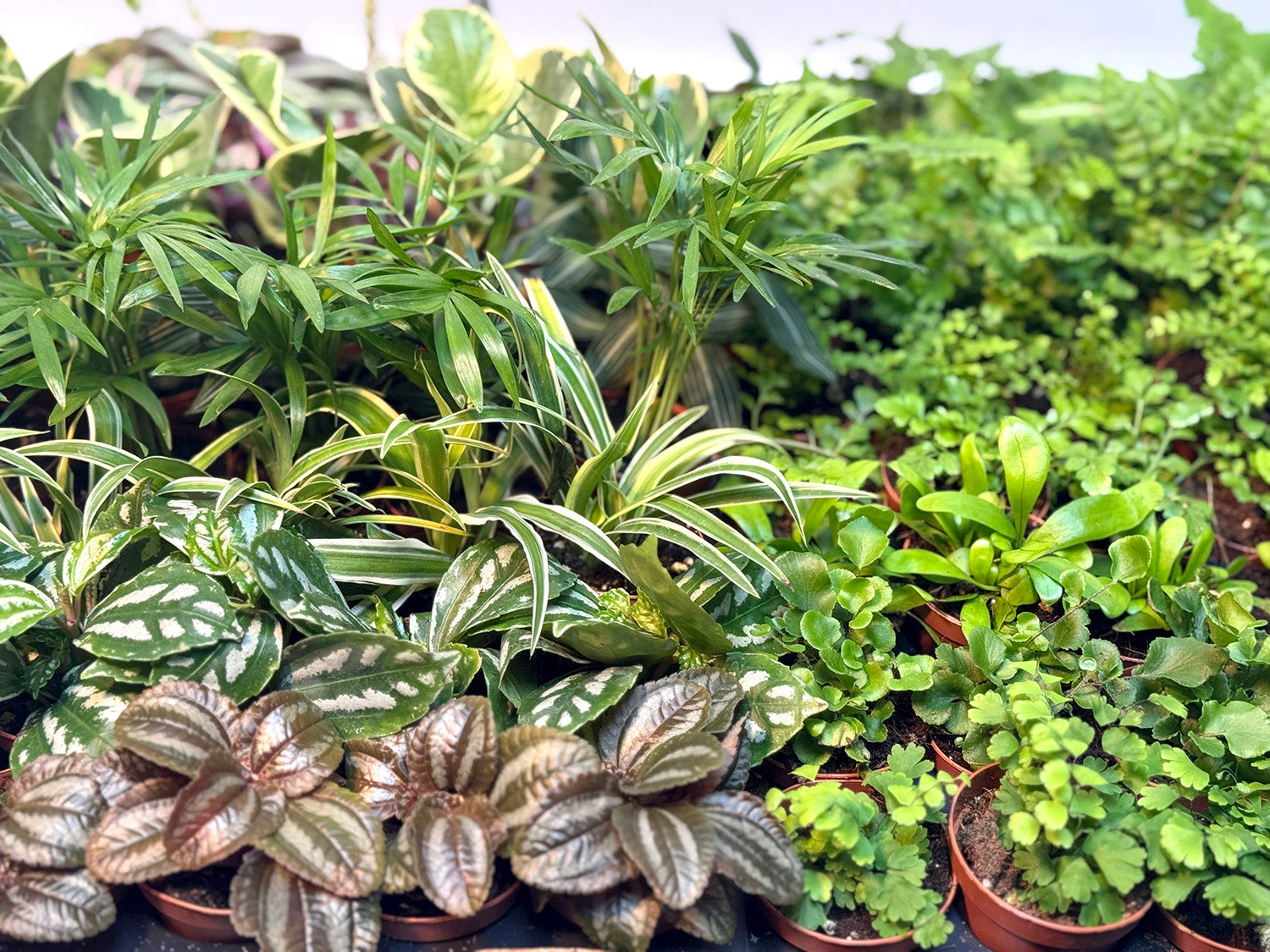 2” Terrarium/Vivarium Potted Plants (Assorted Grower's Choice)