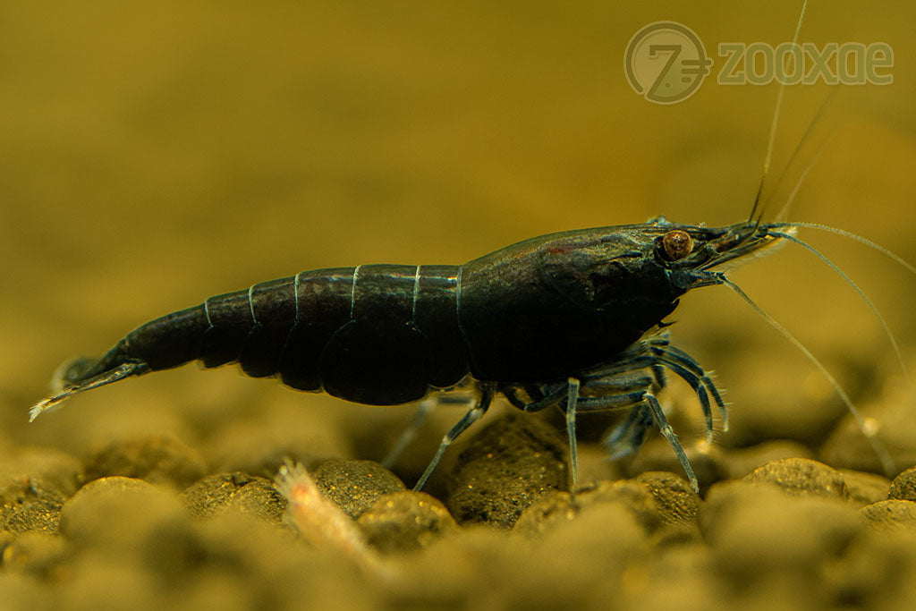 DT Black Rose Neocaridina Shrimp