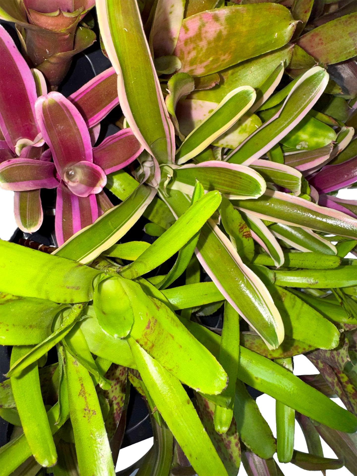 Bromeliad Pups (Assorted Grower's Choice)