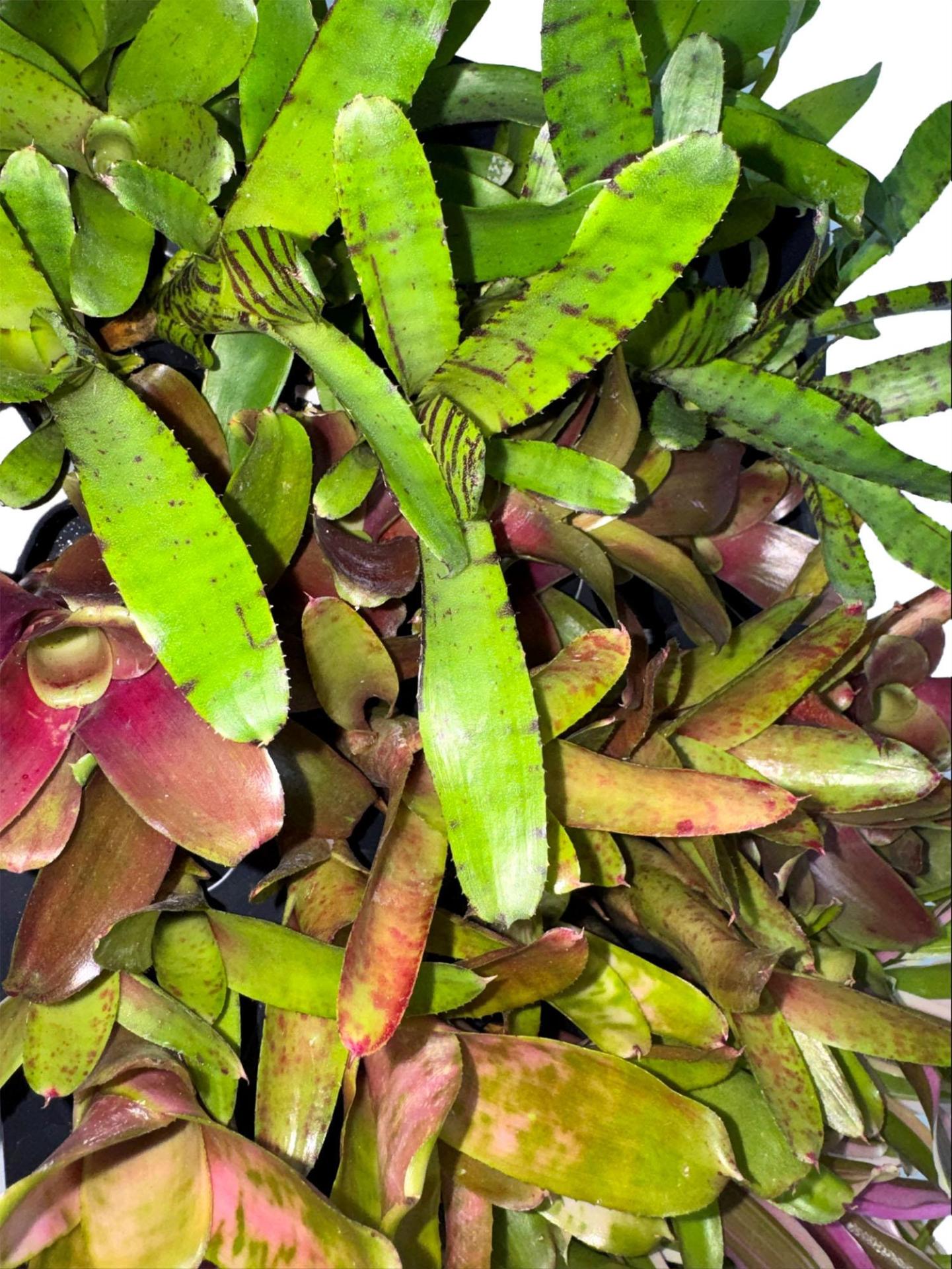 Bromeliad Pups (Assorted Grower's Choice)