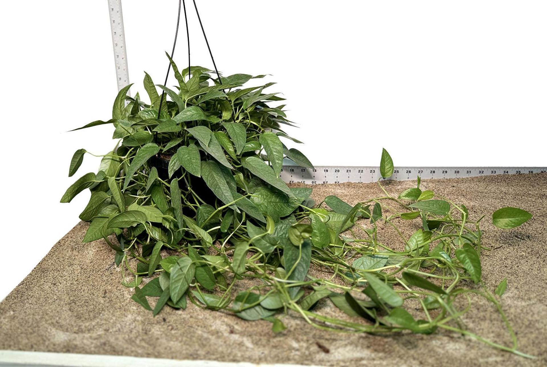 6" HB Pot WYSIWYG Cebu Blue Plant