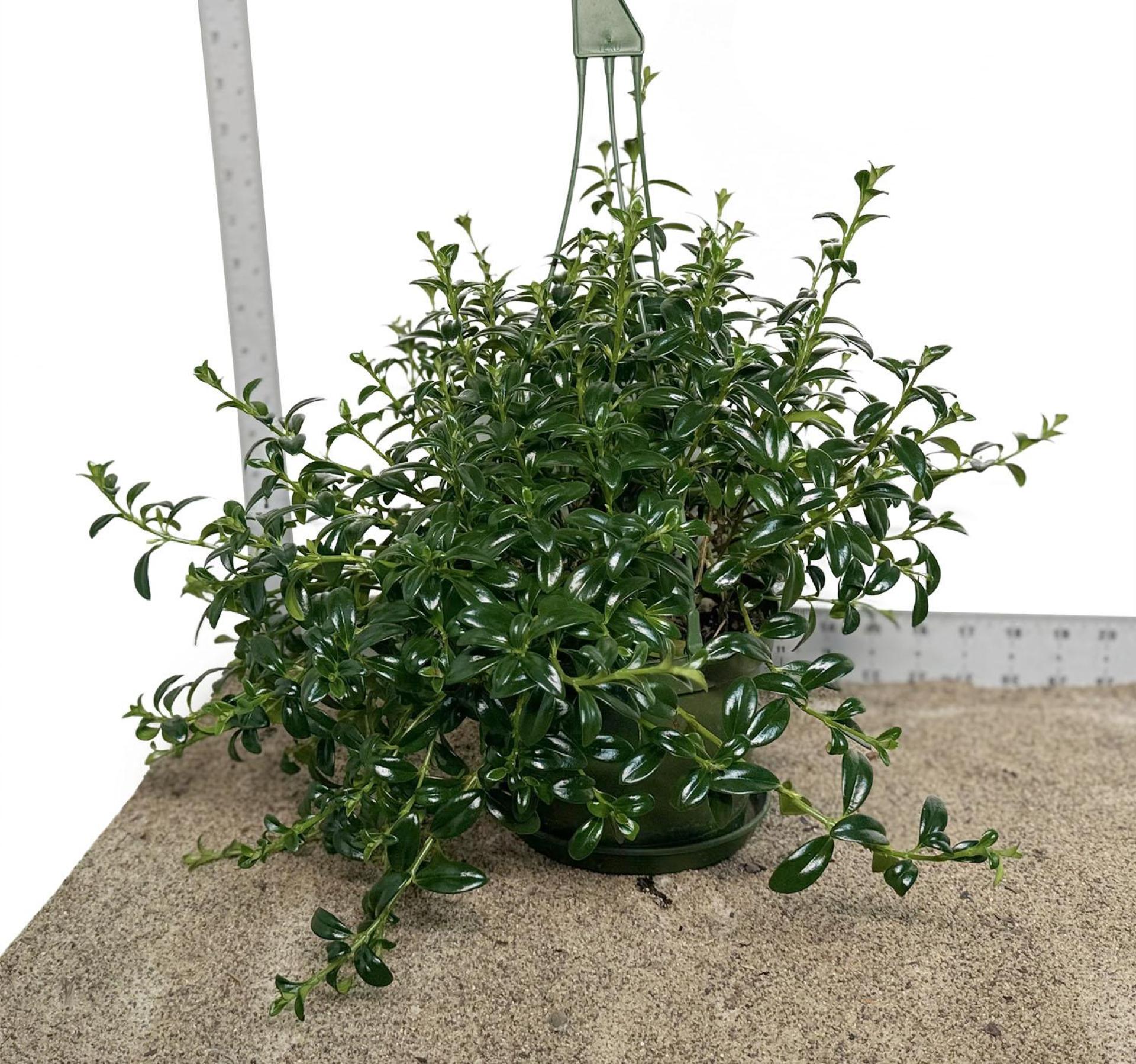 6.5" HB Pot WYSIWYG Goldfish Plant