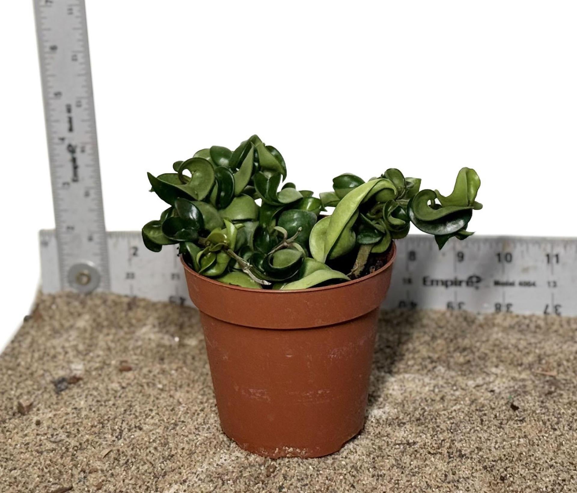 4" Pot WYSIWYG Hoya Carnosa Compacta Hindu Rope Plant
