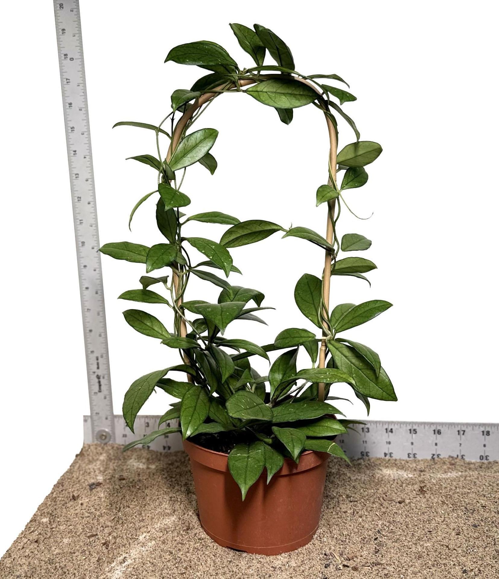 6" Pot WYSIWYG Hoya Crassipetiolata Plant