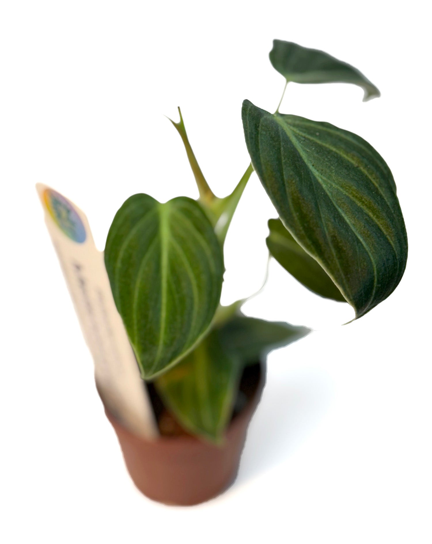 CF 2" Philodendron Assorted Potted Plant