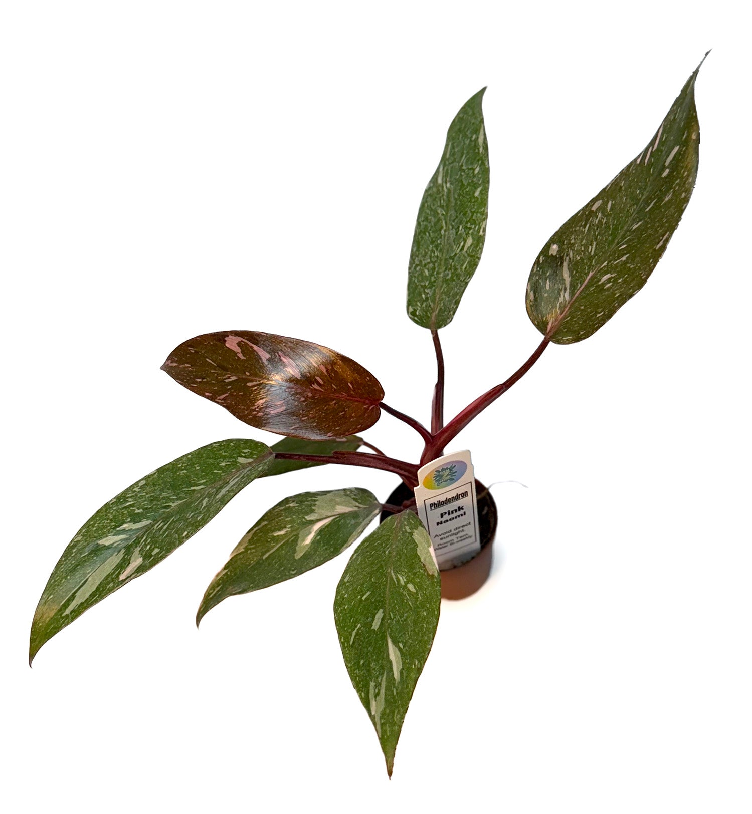 CF 2" Philodendron Assorted Potted Plant