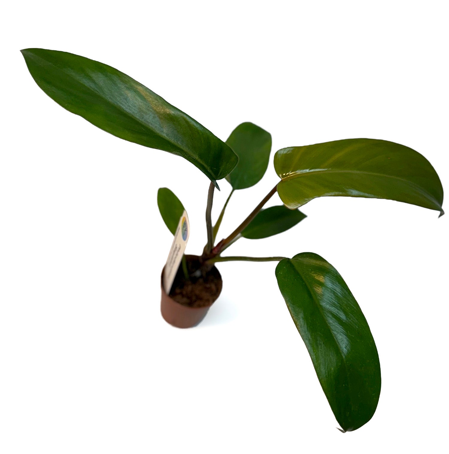 CF 2" Philodendron Assorted Potted Plant