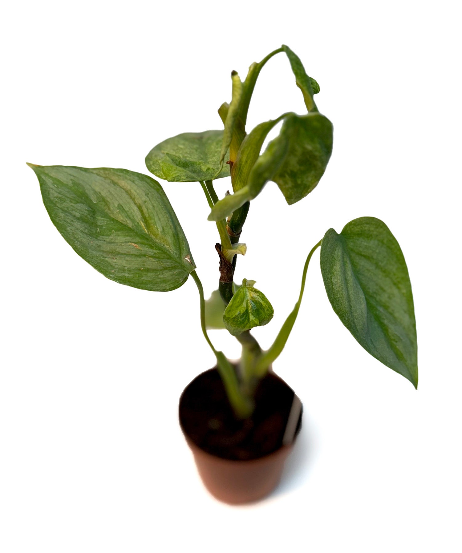 CF 2" Philodendron Assorted Potted Plant
