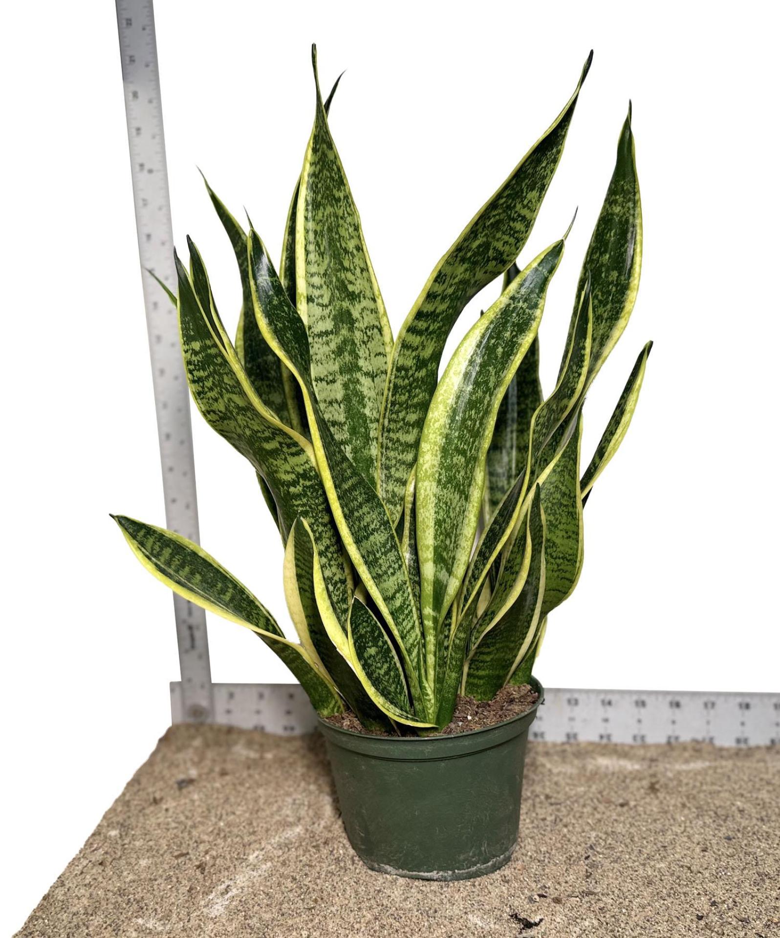 6" Pot WYSIWYG Sansevieria Laurentii Snake Plant