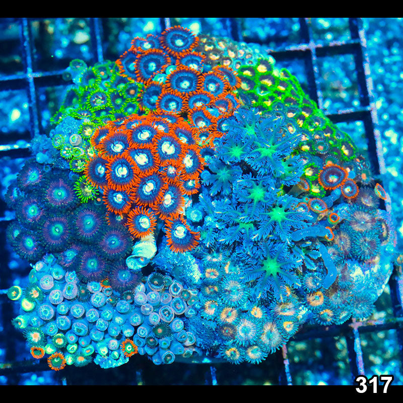 Item#317A1317(M) WYSIWYG Indo Premium Zoanthid Combo Default Title