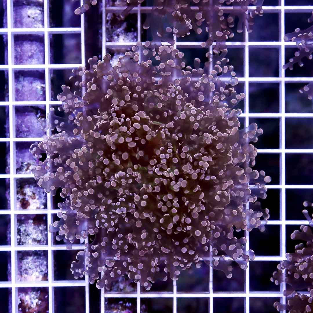 DDDJULY18437 Ultra Orange Branching Frogspawn 2H Default Title