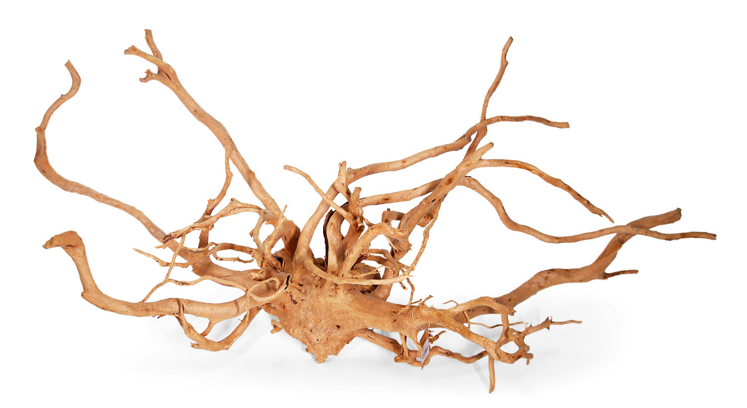 aquarium spider wood