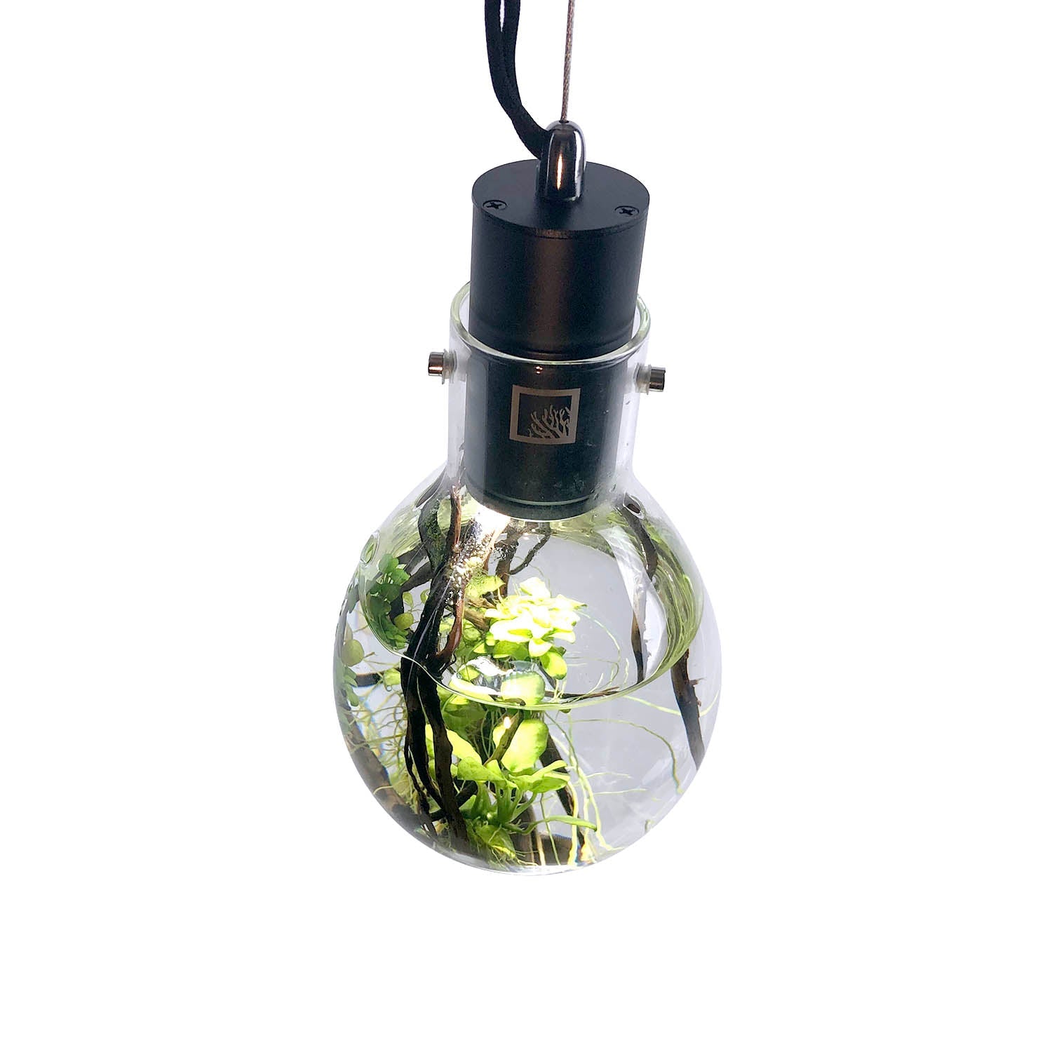 SR Aquaristik Hanging Luminarium Aquarium
