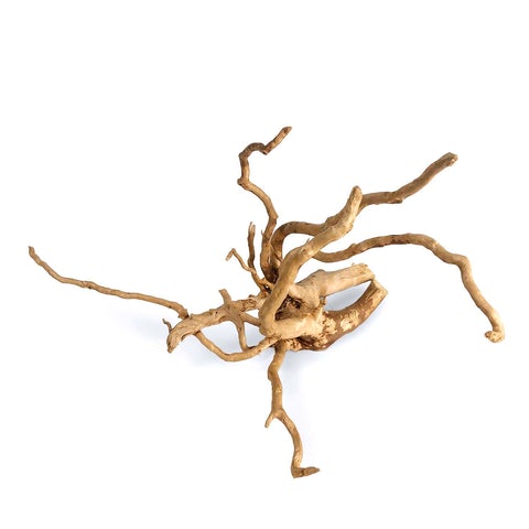 small spider wood