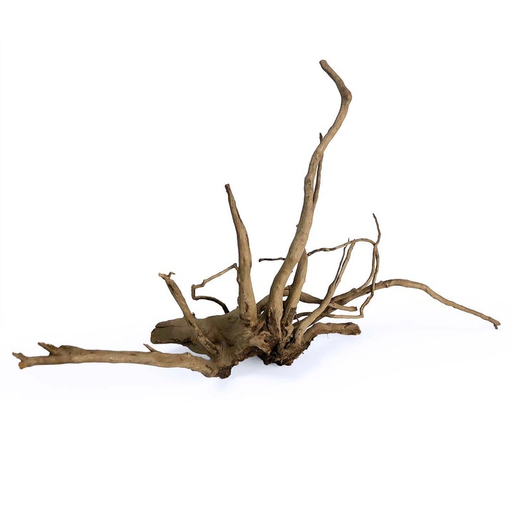 black spider wood for aquascape