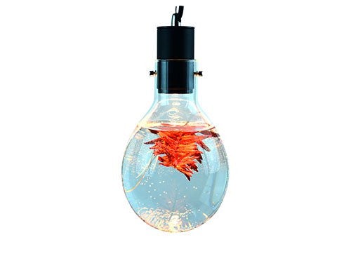 SR Aquaristik Hanging Luminarium Aquarium
