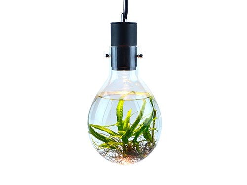 SR Aquaristik Hanging Luminarium Aquarium