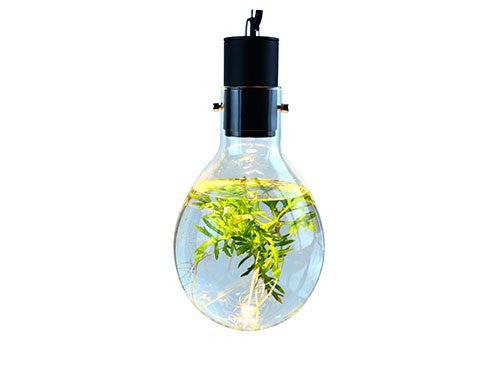SR Aquaristik Hanging Luminarium Aquarium