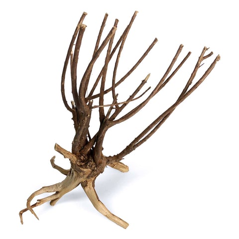 pine spider wood aquascape