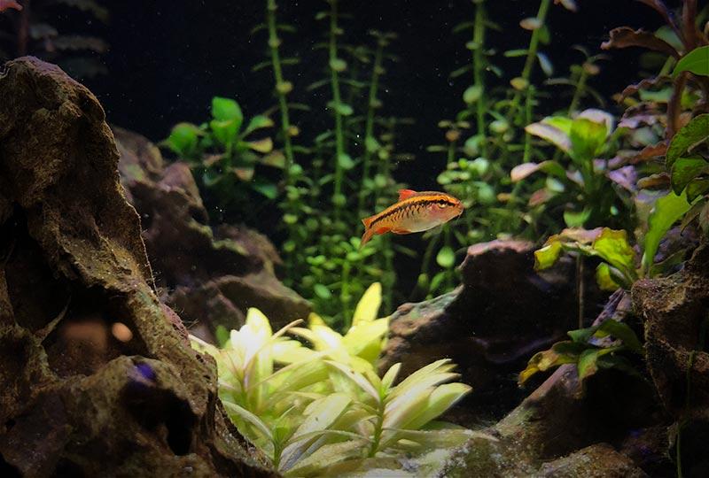 5 Benefits of Having a Fish Tank or Home Aquarium